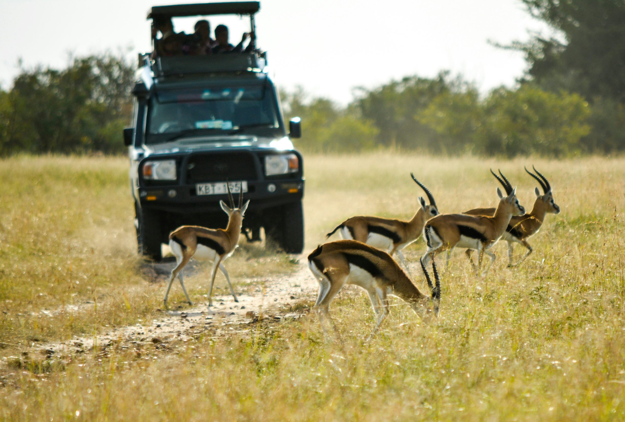 Group Safari